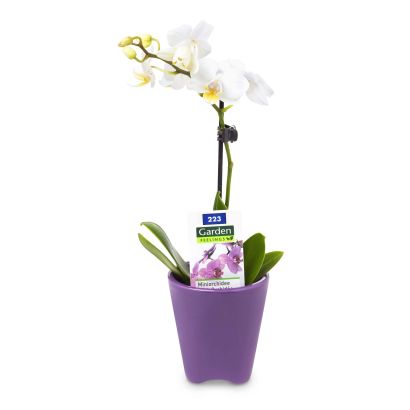 Mini orchidée ou mini bromélia