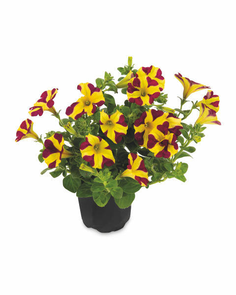 Instant Colour Plants 13cm Pots
