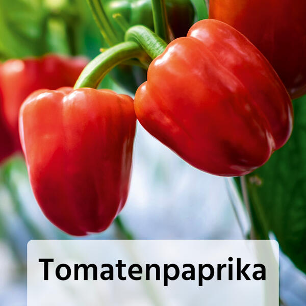 Fruchtgemüse / Tomaten "Gartenperle"