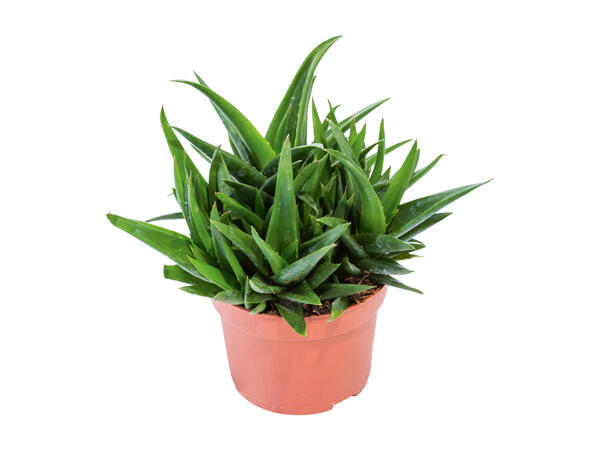 Succulente