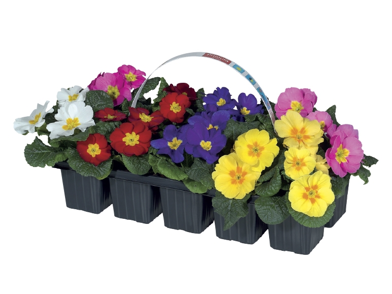 Primroses - Available from 19th February