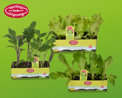 ZURÜCK ZUM URSPRUNGÖsterreichische Bio-Salat-/Gemüsepflanze