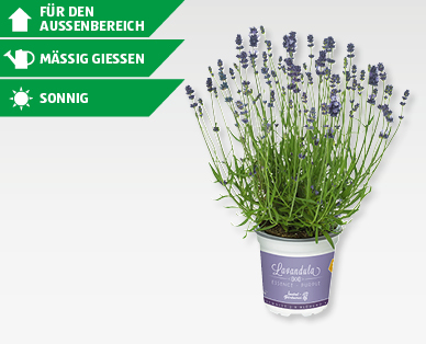 GARDENLINE(R) Echter Lavendel (Lavandula angustifolia)