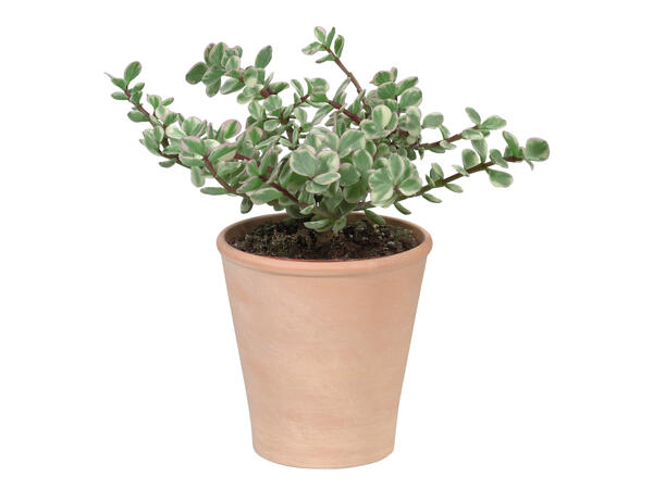 Succulent in a Terracotta Ceramic