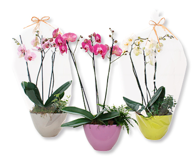Elegante composizione con Phalaenopsis
