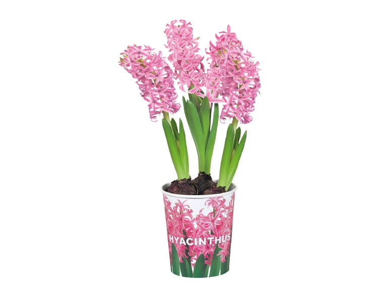 Bulbs in Paper Pot - Available from 29th January