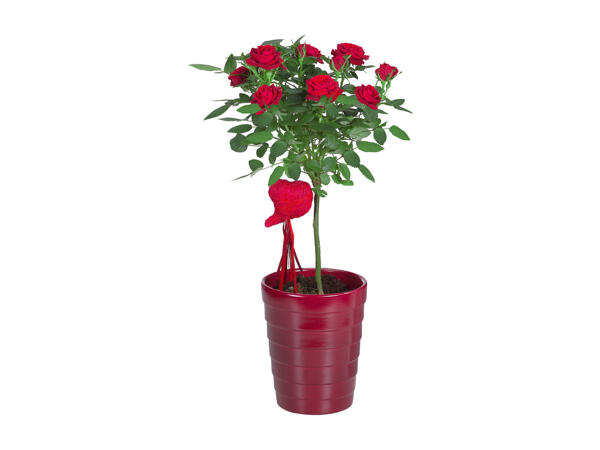 Anthurium, Rose o Edera in vaso