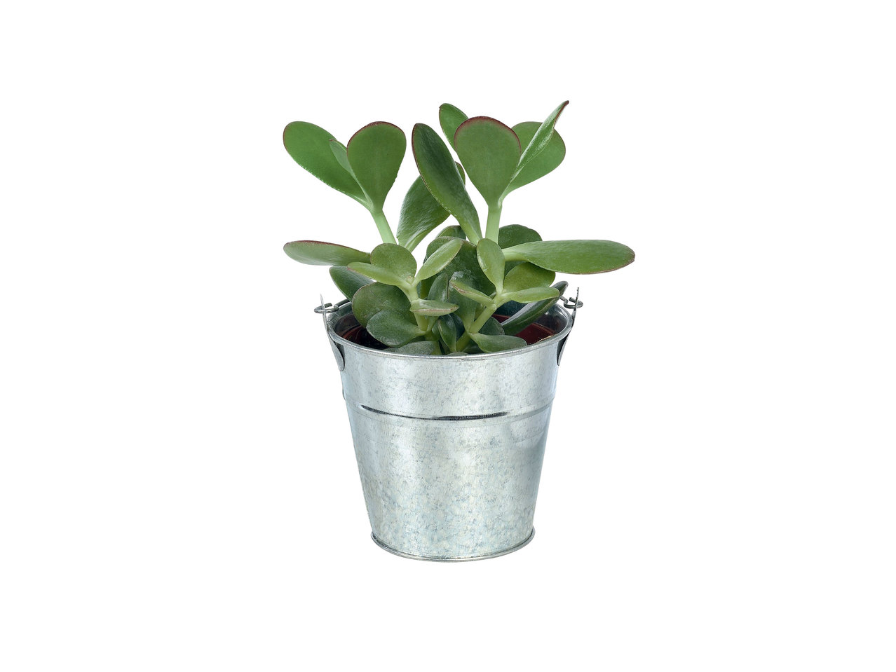Cactus of vetplant in zinken pot
