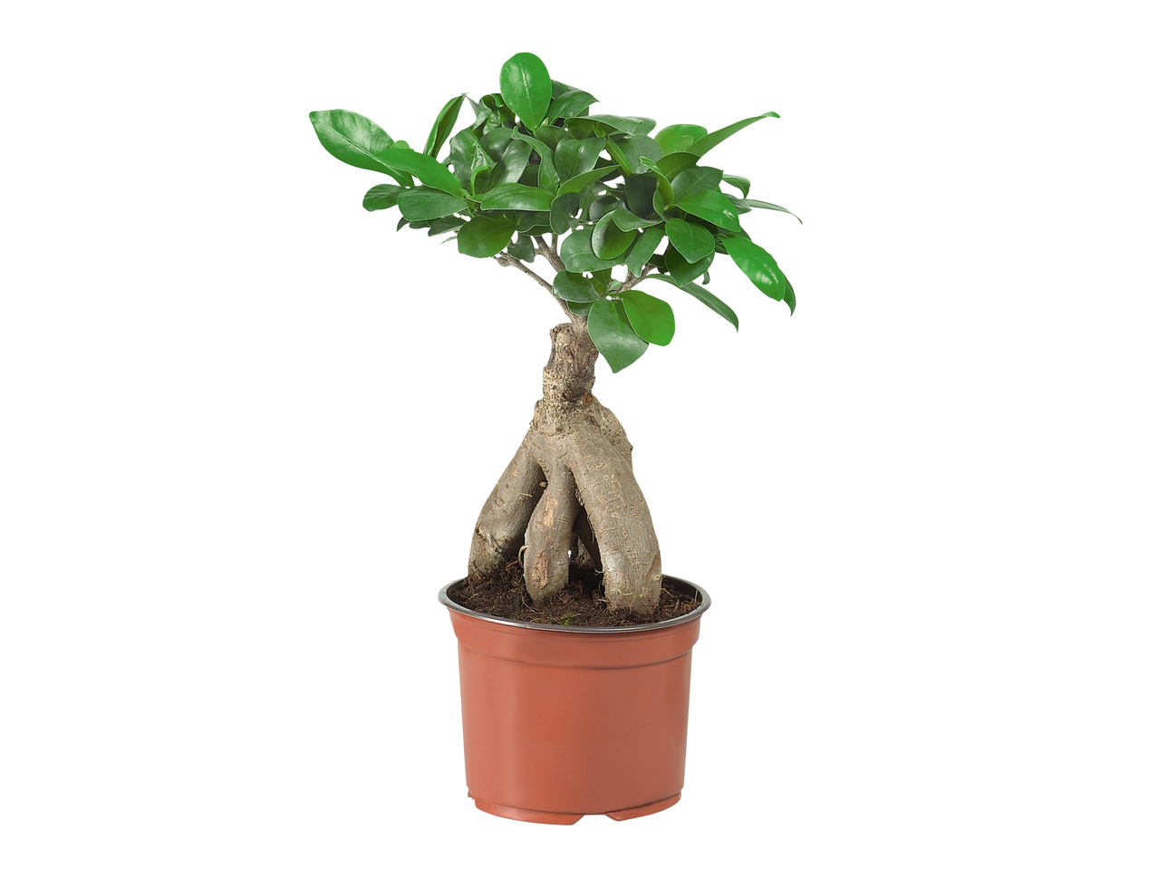 Ficus Ginseng / Pachira