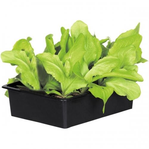 Plants de salade