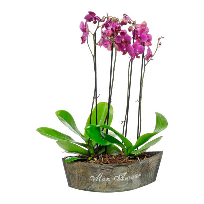 Orkidé sammenplantning