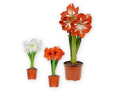 Amaryllis in Potcover