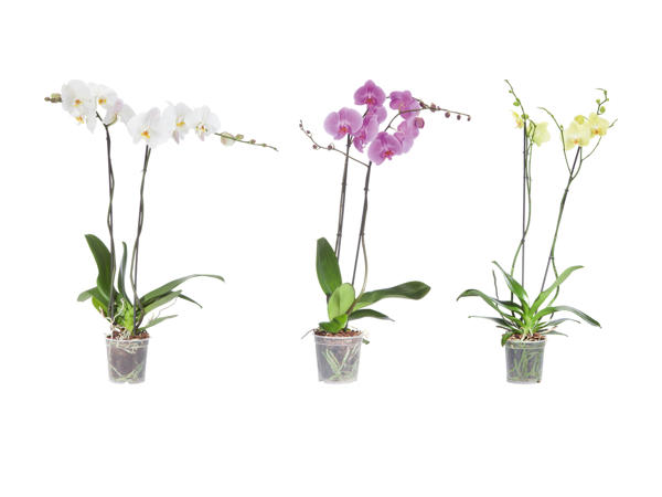 Orchidea Phalaenopsis XXL