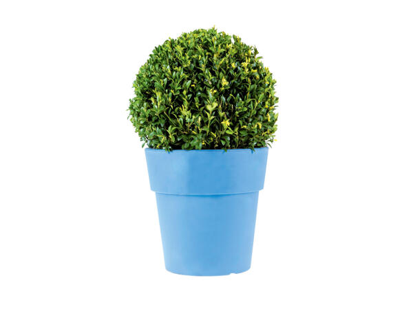 LARGE BUXUS BALL IN DECORATIVE POT