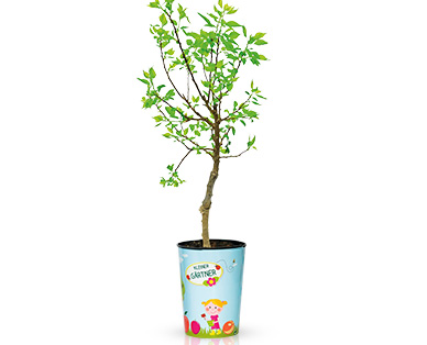 Mini-Obstbaum