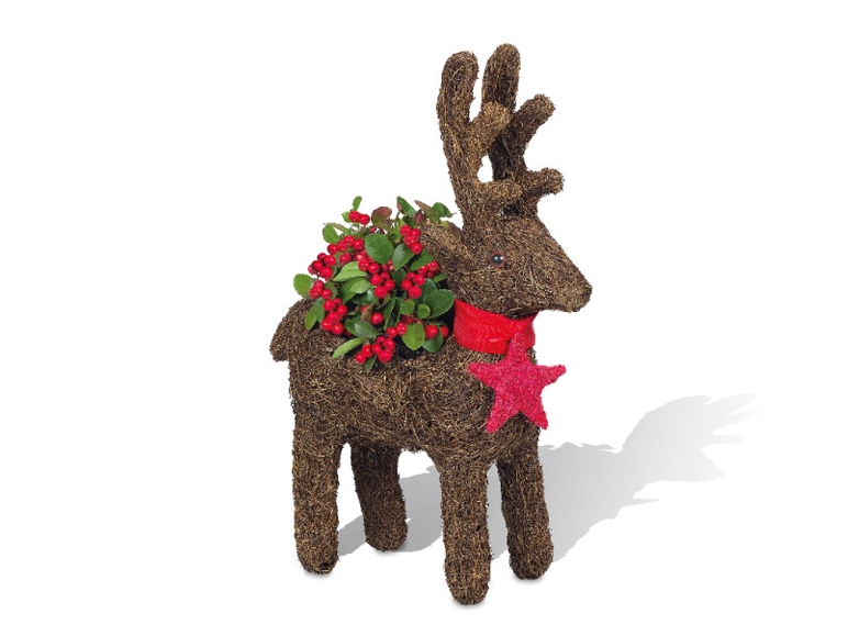 Christmas Reindeer - Available from 11th December