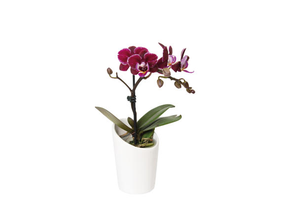 Mini orkide i hvid keramik
