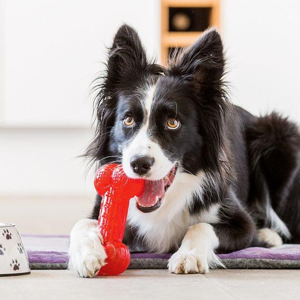 Zahnpflegendes Hundespielzeug