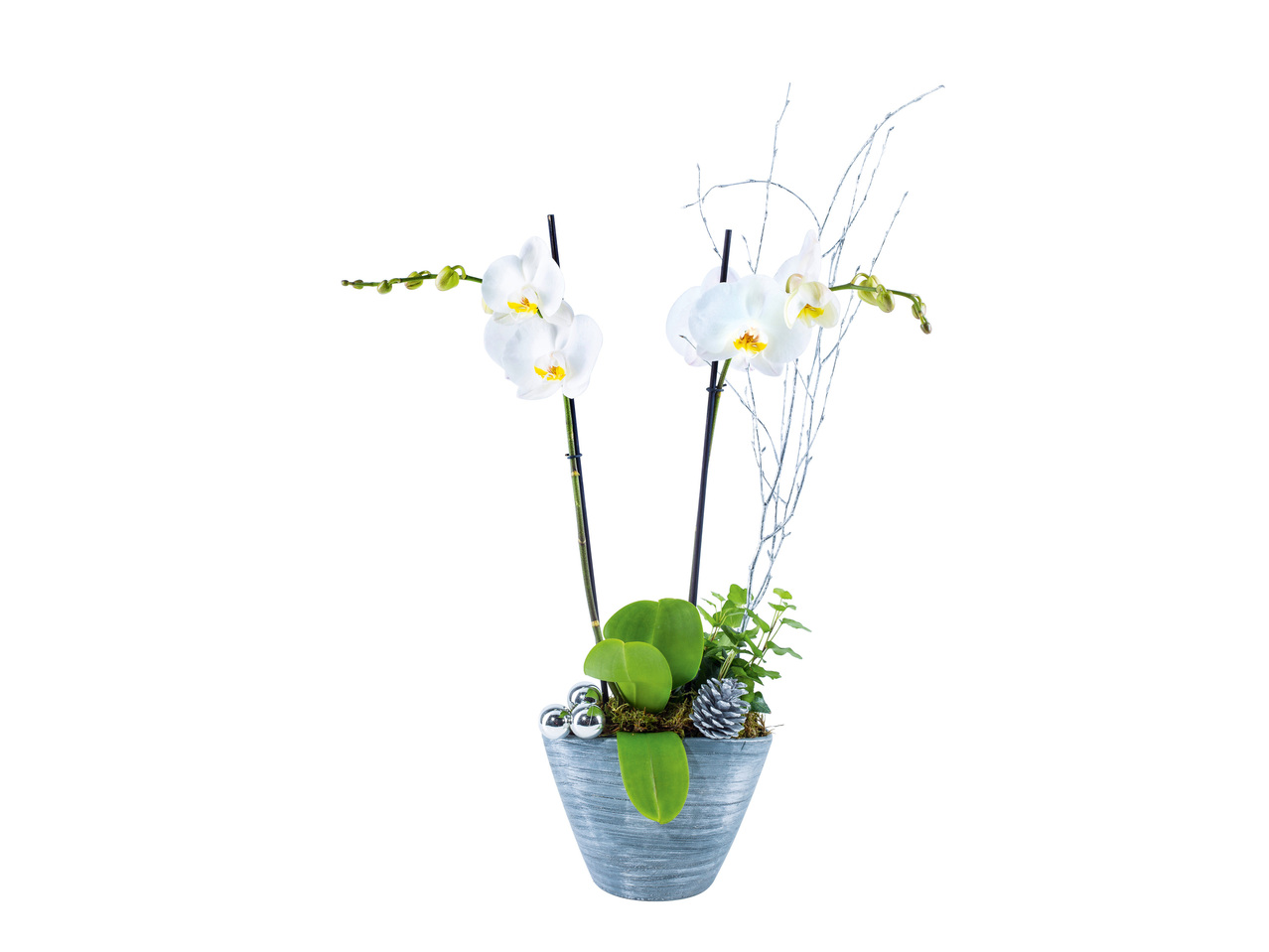 Aranjament cu Orhidee în vas ceramic