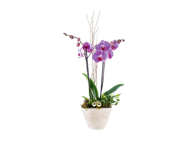 Orchid, 2 Stems