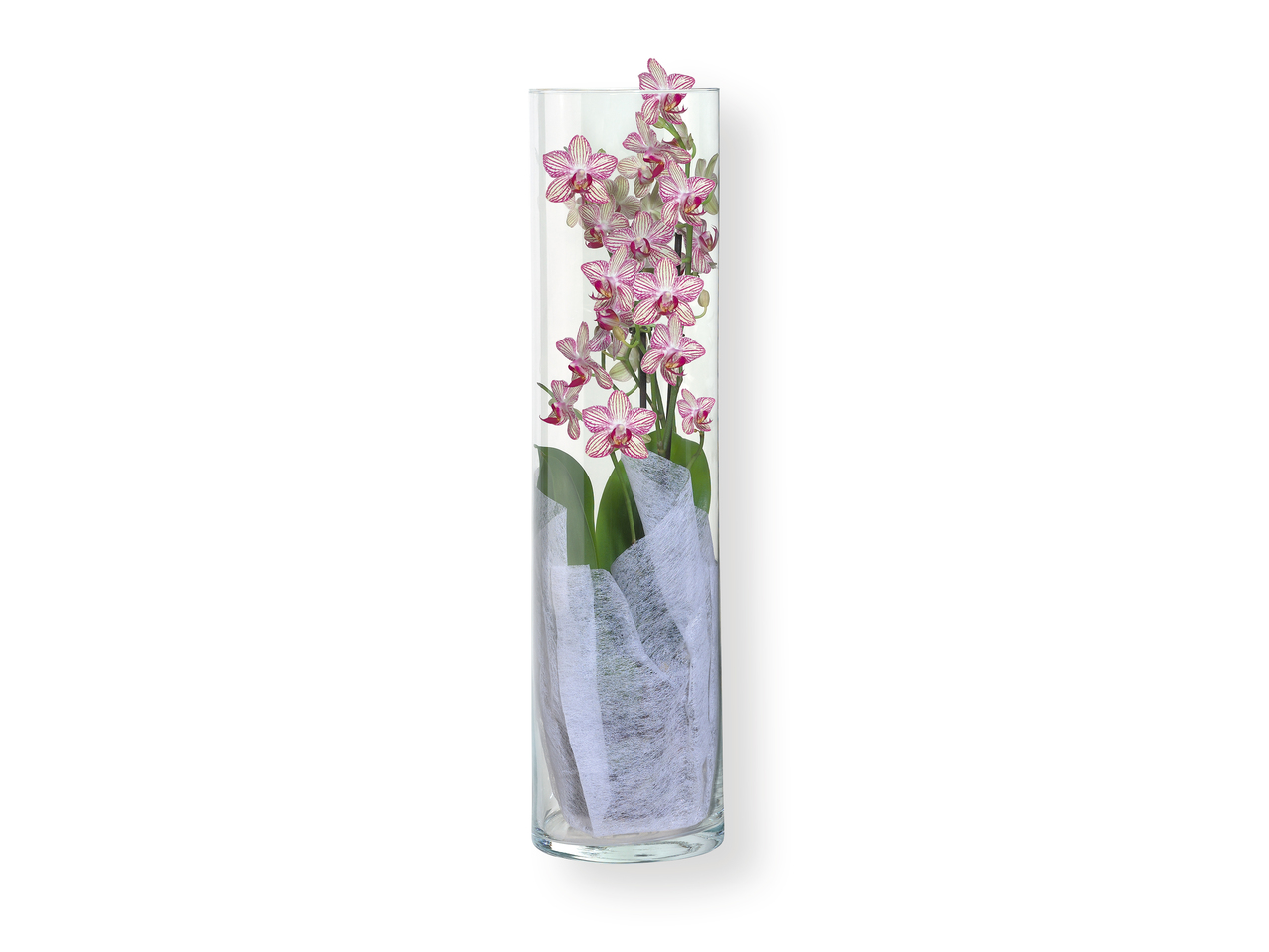 Orquídea en jarrón de vidrio