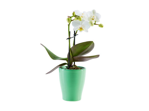 Mini-orchidée dans un pot en céramique