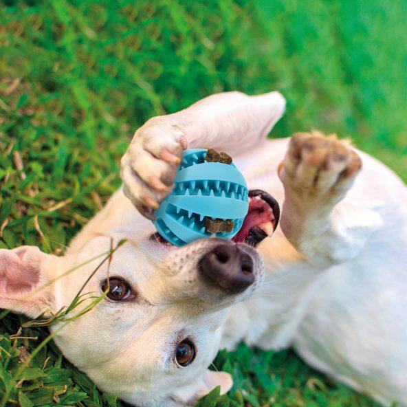 ROMEO(R) 				Brinquedo Dental para Cães