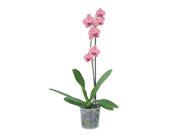 Egyágú orchidea*