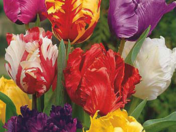 Tulipes perroquet