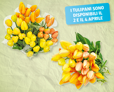 Tulipani francesi