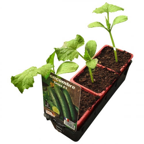 Plants de légumes