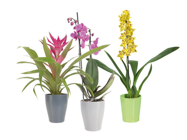 Orkidé/bromelia i keramikkruka