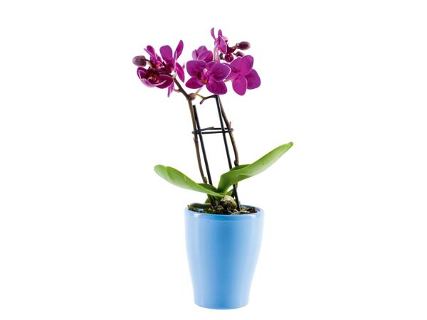 Mini orchidea kerámiában*