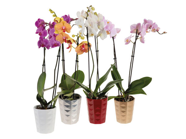 Orkidé i keramikkruka