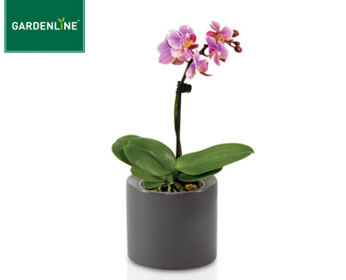 GARDENLINE(R) Mini-Orchidee im Keramiktopf