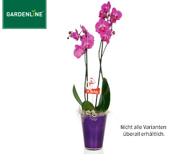 GARDENLINE(R) Orchidee im Glastopf