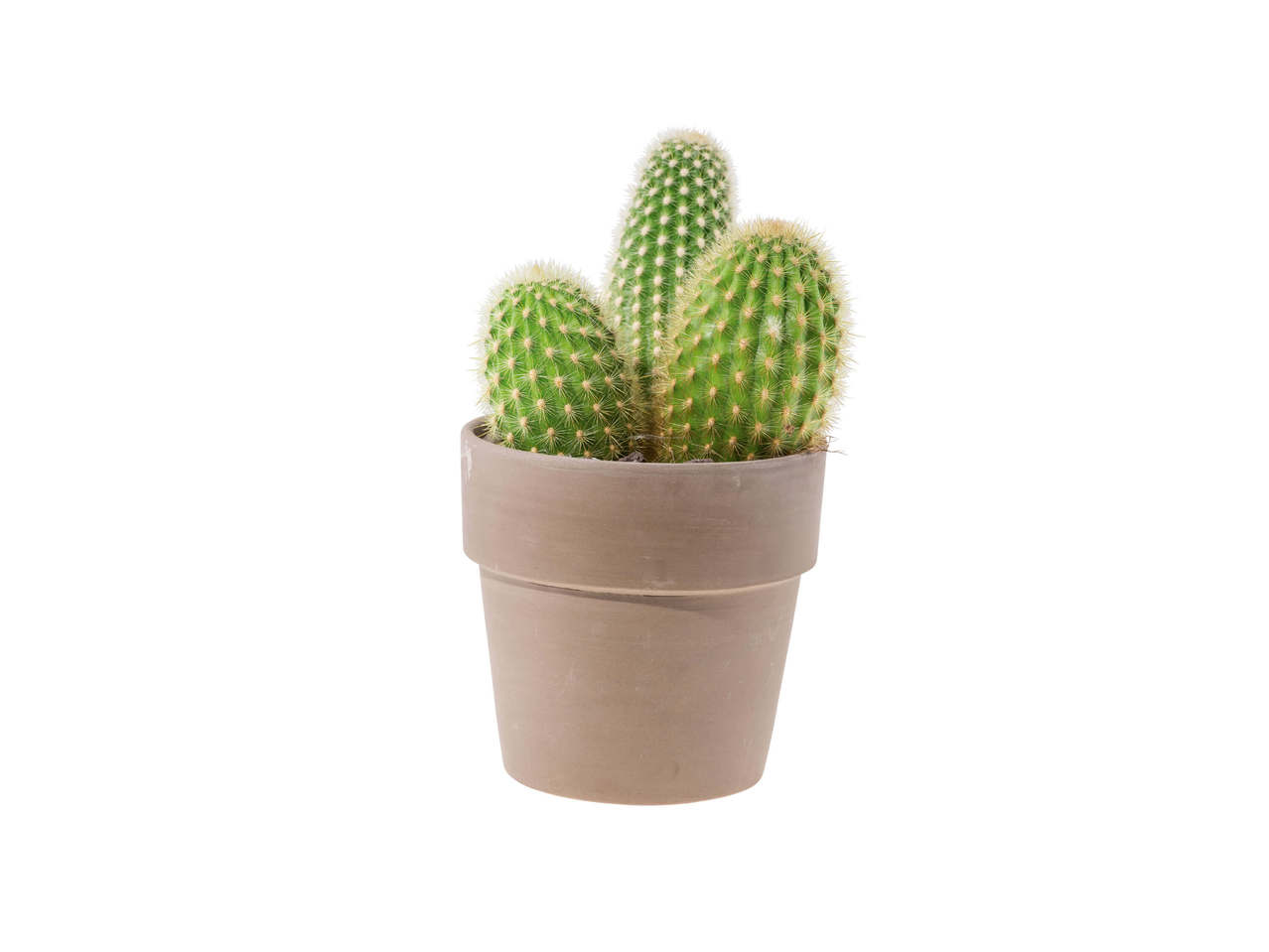 Kaktus i keramikpotte