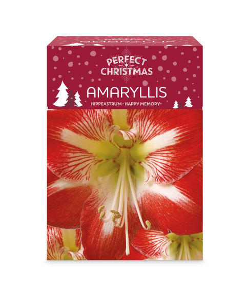 Amaryllis Growing Kit