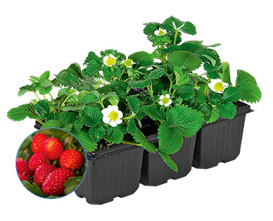 GARDENLINE(R) Erdbeerpflanzen, 6er-Tray