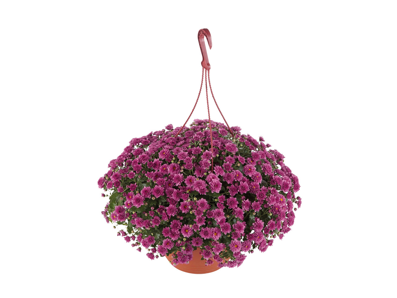 Chrysanthemum Skyfall Hanging Basket1