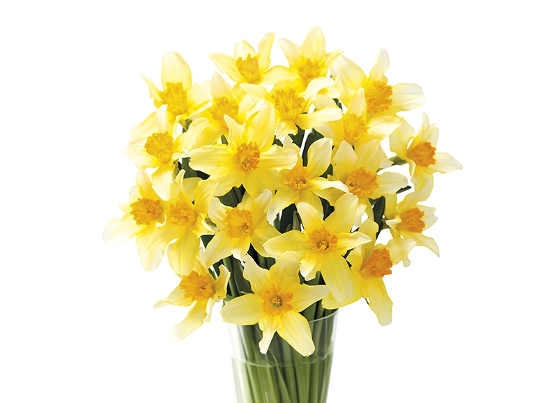 British Daffodils