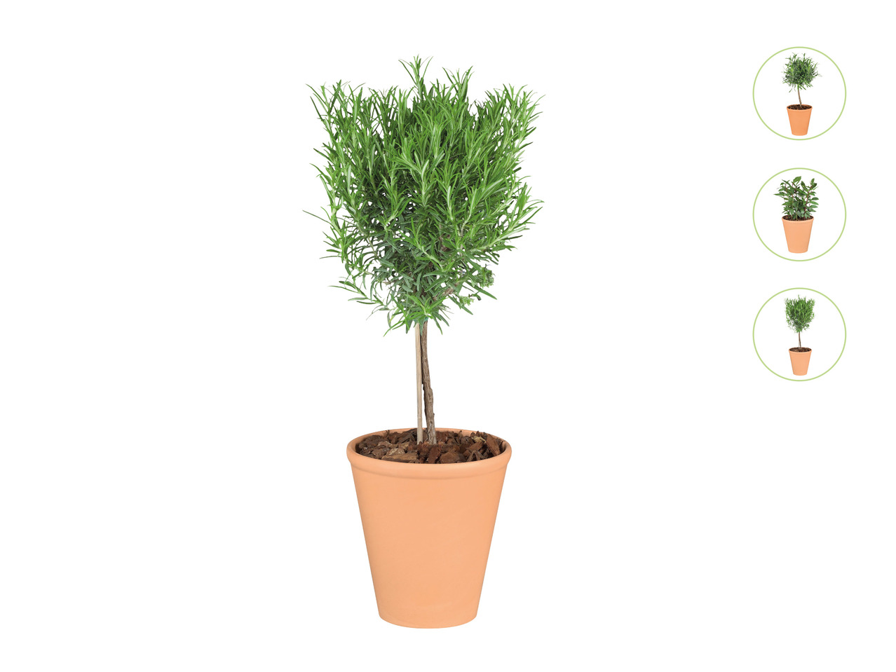 Italian Herb Tree1