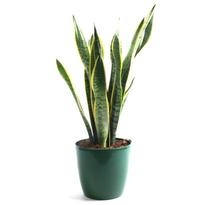Solitairplant