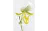 Orchidée paphiopedilum