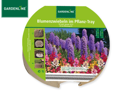 GARDENLINE(R) Blumenzwiebeln im Pflanz-Tray