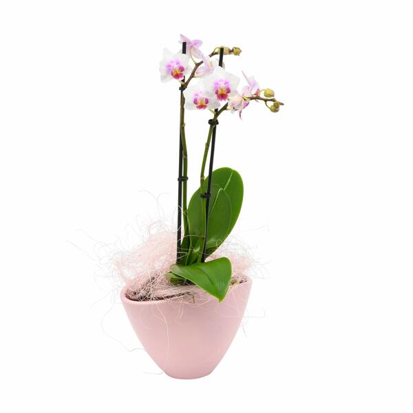 Orchideen-Valentinarrangement*