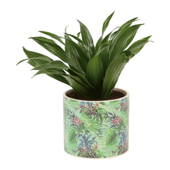 Luxe plant in Amazone pot