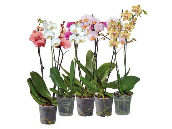 Orkidé, tvåstänglad