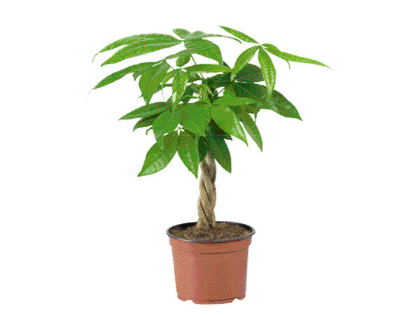 Bonsai/Kastanjasutipuu