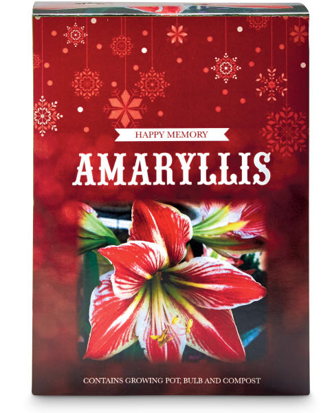 Happy Memory Amaryllis Gift Box